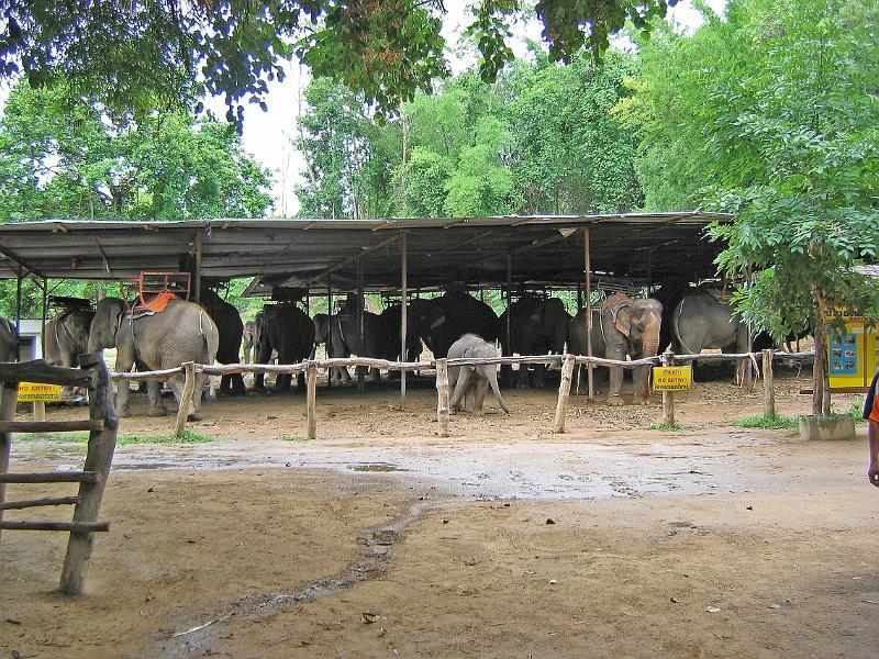 Thailand (229)
